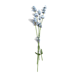 flor